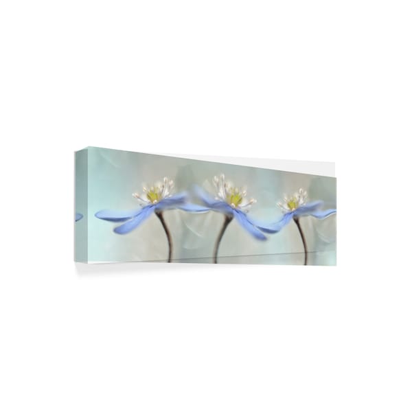 Heidi Westum 'Dancing Anemones' Canvas Art,16x47